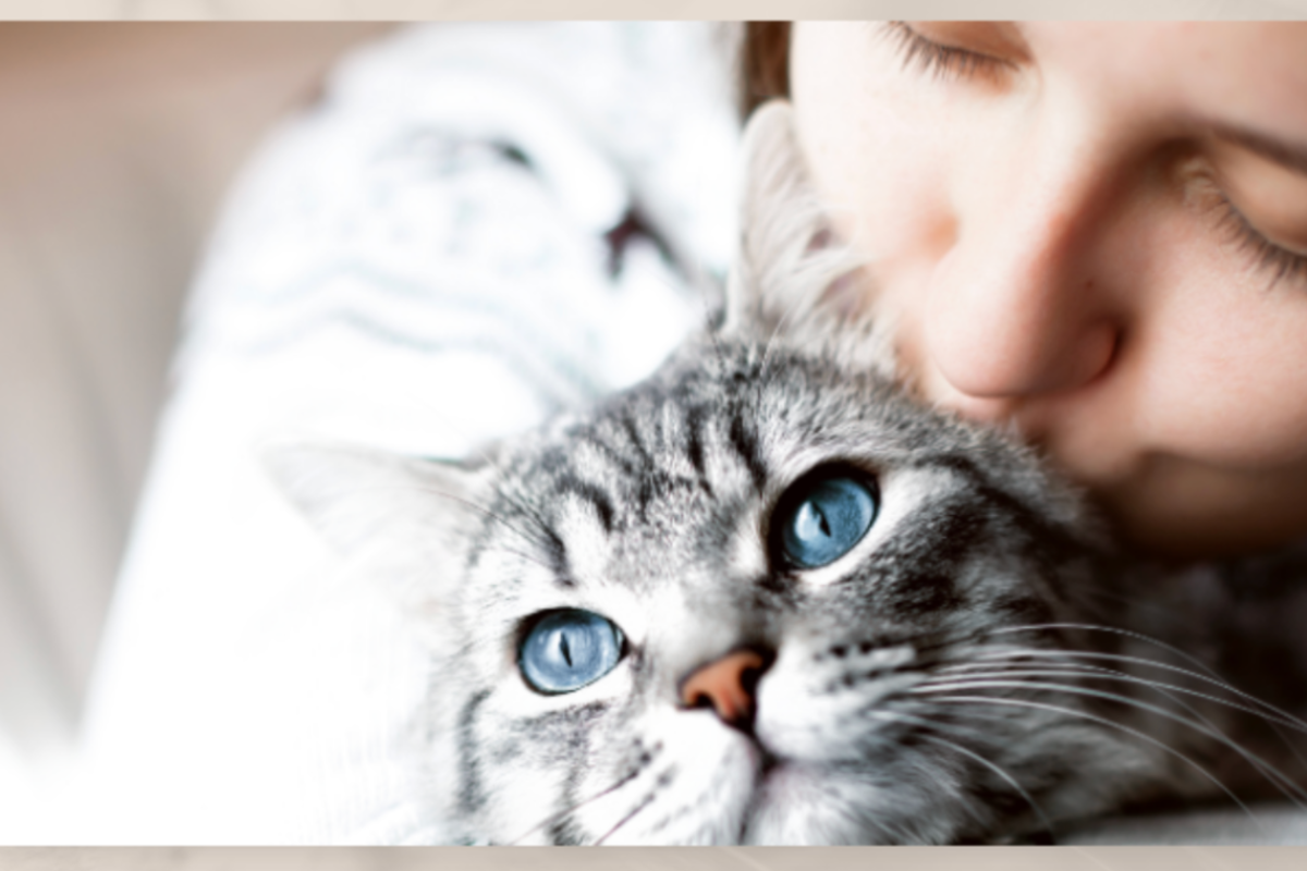 Vista Pets panel consommateur : test gratuit 2 dentifrices pour chats, inscription jusqu'au 25 mai 2026