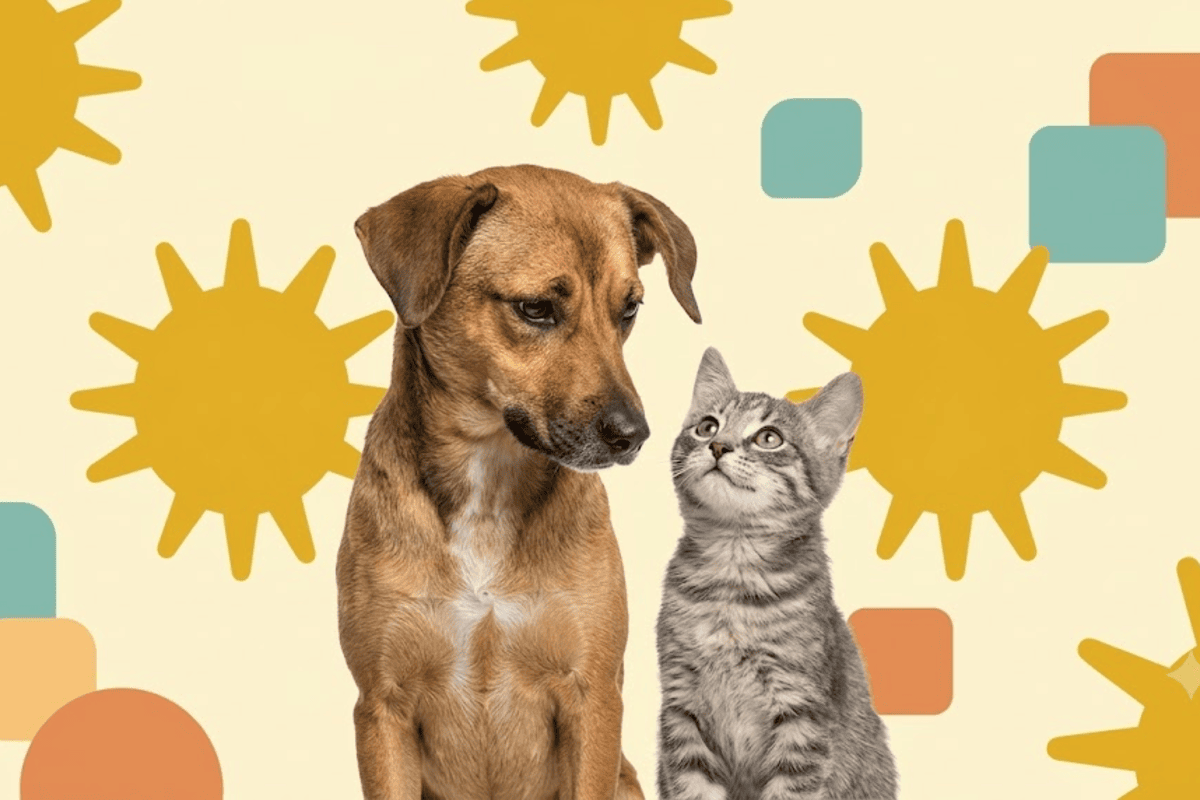 Chien marron et chaton gris regards complices fond illustré soleils Zooplus animalerie chien chat