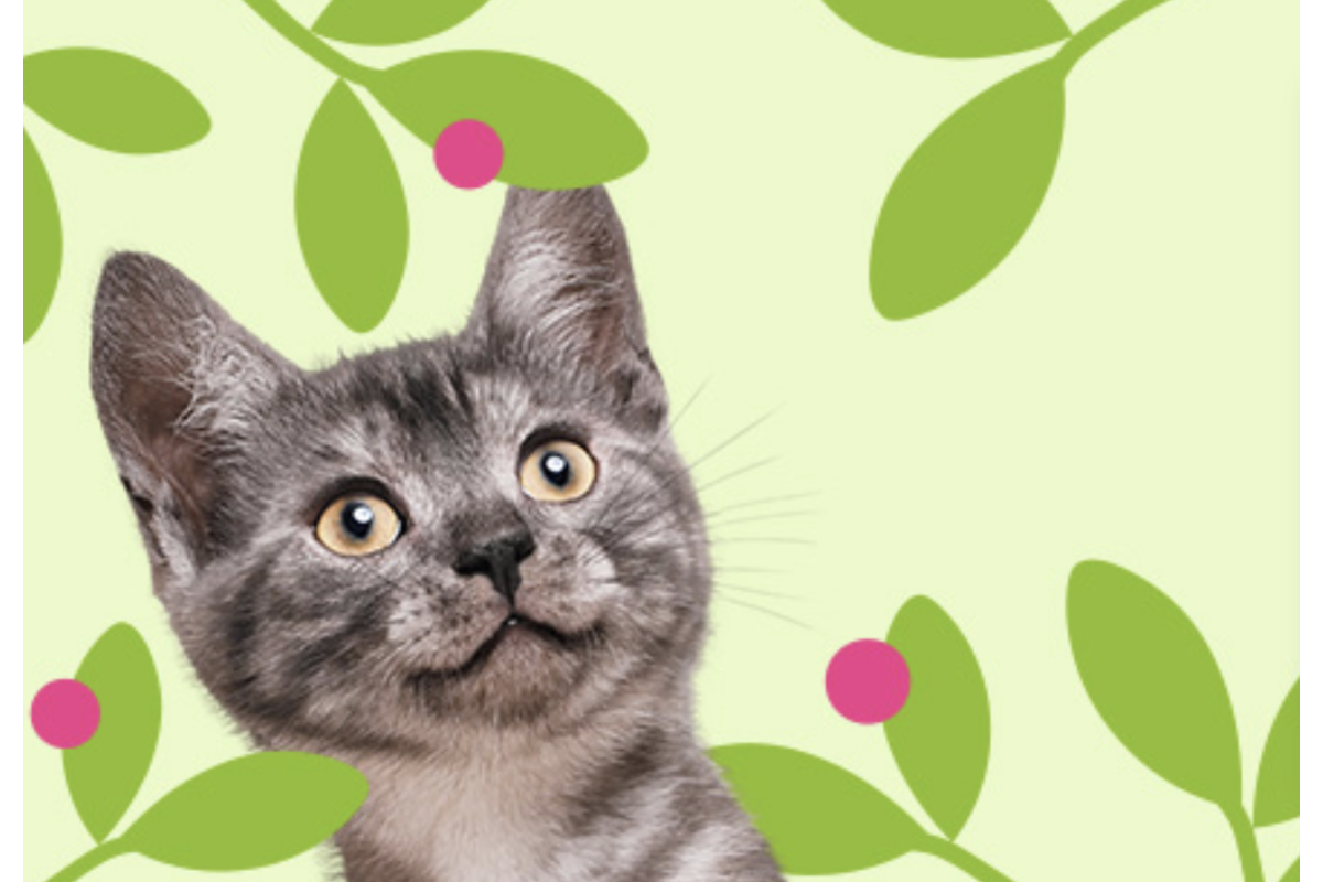 Zooplus printemps : aussi pour les chats