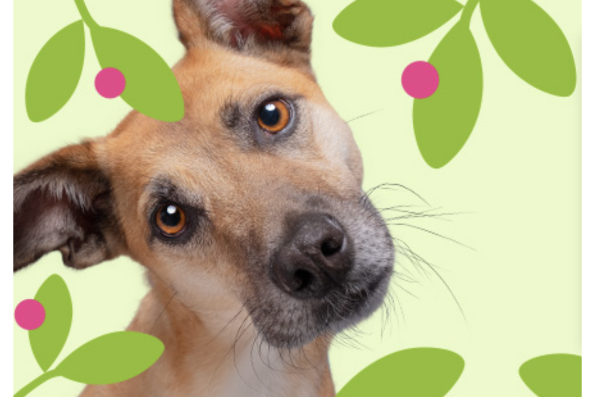 Zooplus promo printemps 21 avril au 4 mai 2026 jusqu'à -50% et cadeau offert